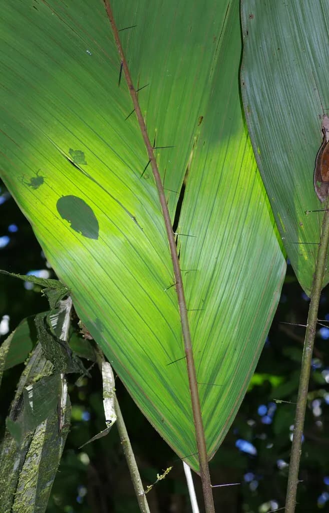 Botanical specimen of Bactris Pliniana.