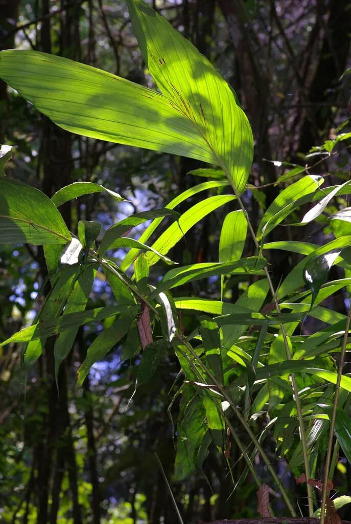 Botanical specimen of Bactris Pliniana.