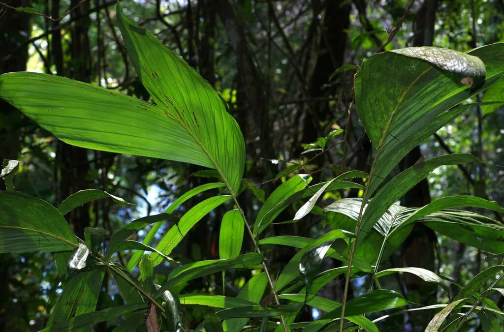 Botanical specimen of Bactris Pliniana.