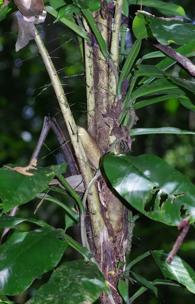 Botanical specimen of Bactris Pliniana.