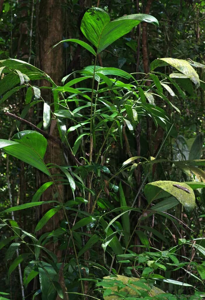 Botanical specimen of Bactris Pliniana.