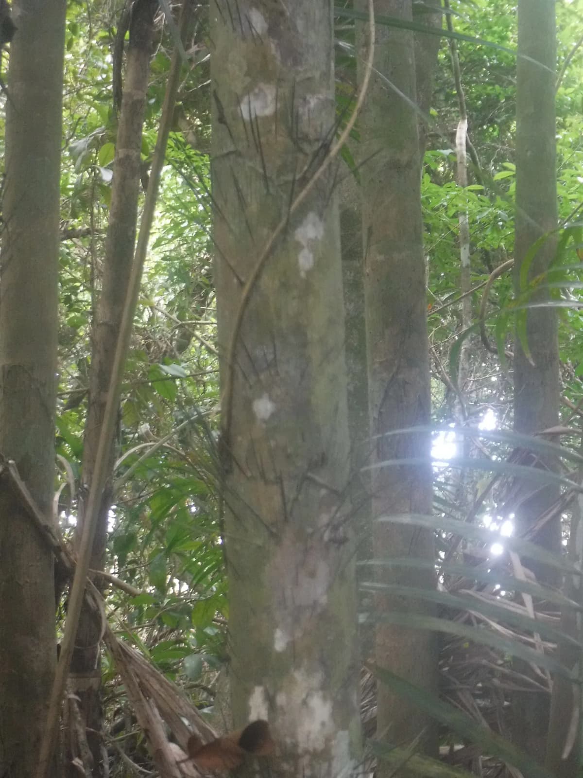 Botanical specimen of Bactris Plumeriana.