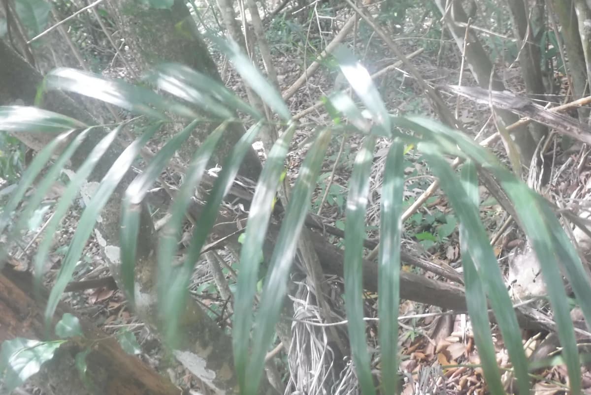 Botanical specimen of Bactris Plumeriana.