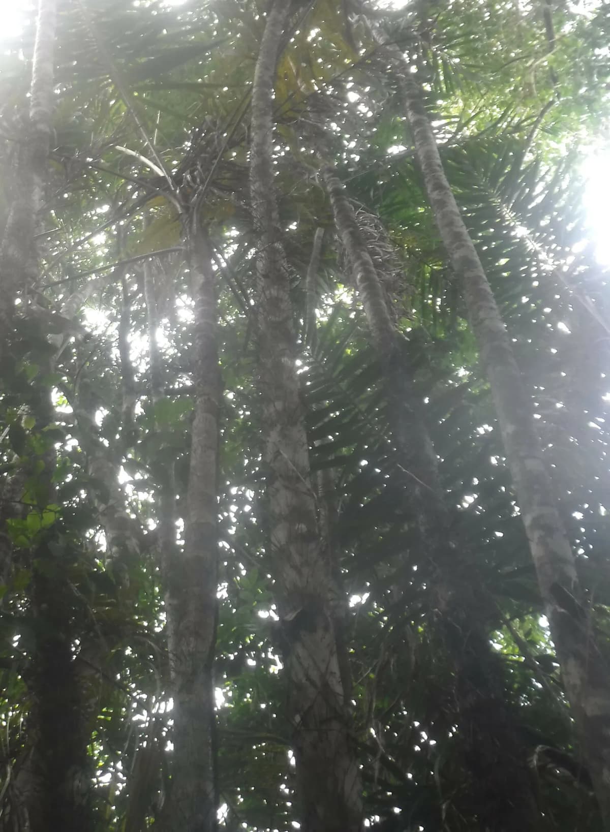 Botanical specimen of Bactris Plumeriana.