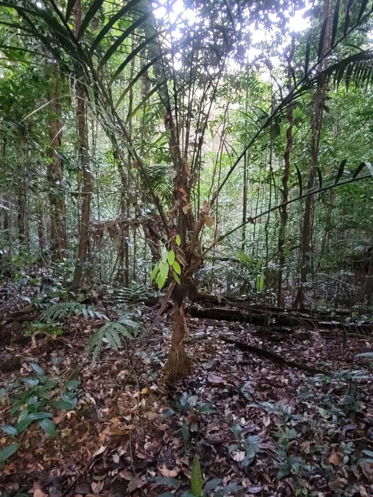 Botanical specimen of Bactris Rhaphidacantha.