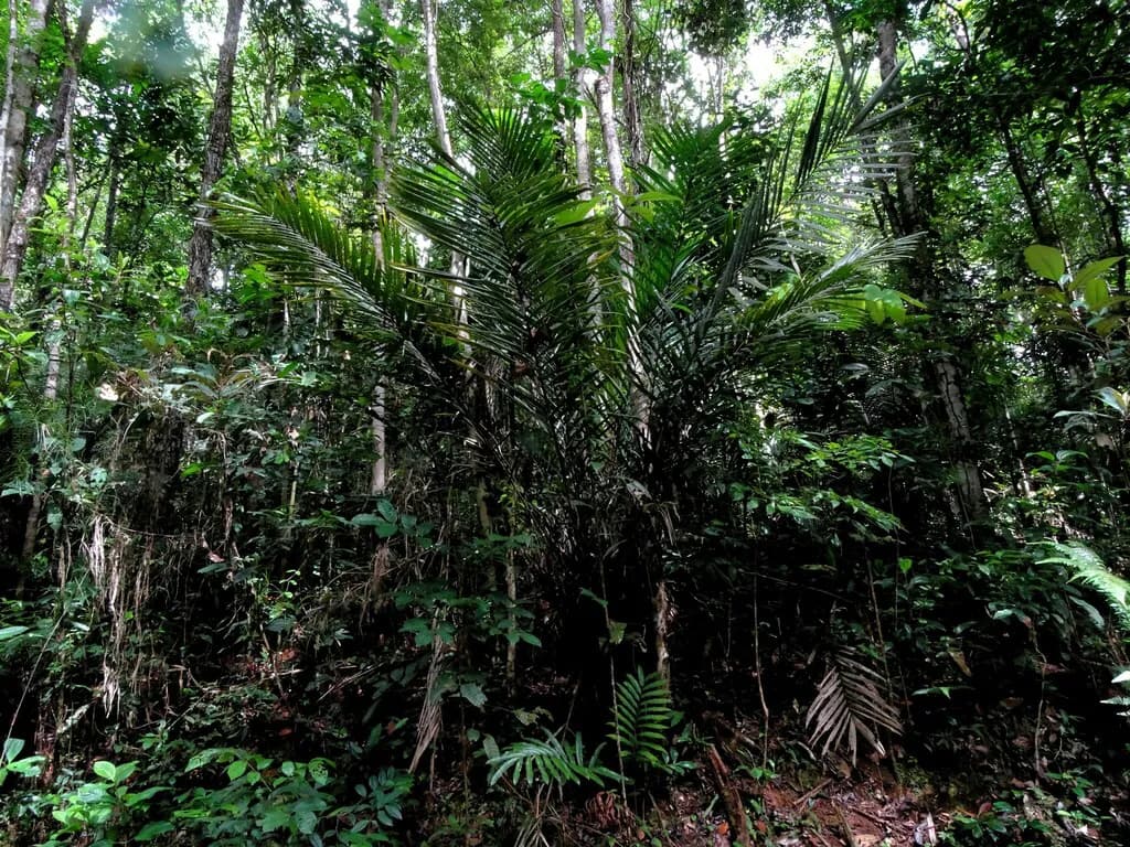Botanical specimen of Bactris Rhaphidacantha.