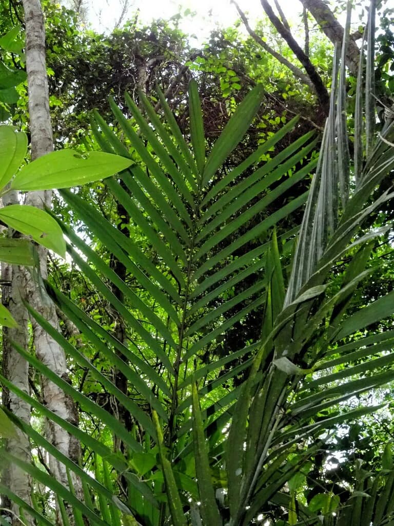 Botanical specimen of Bactris Rhaphidacantha.