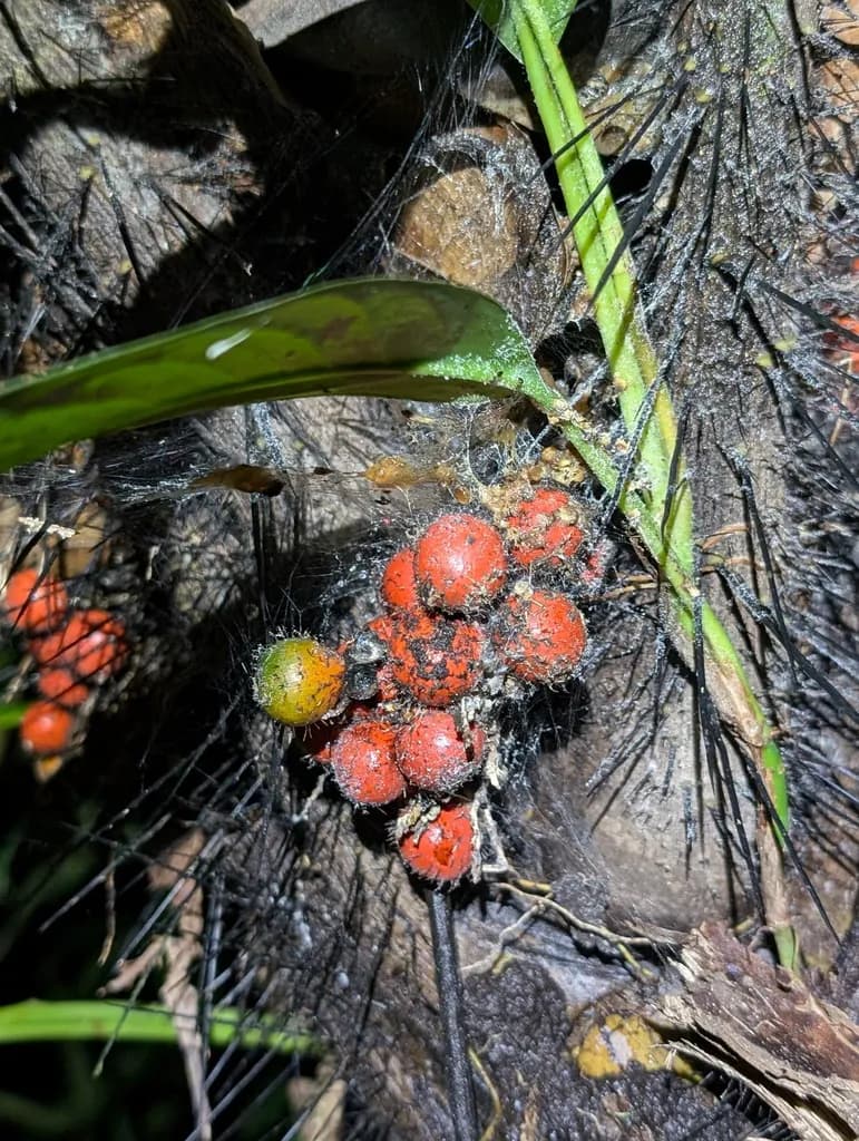 Botanical specimen of Bactris Rhaphidacantha.