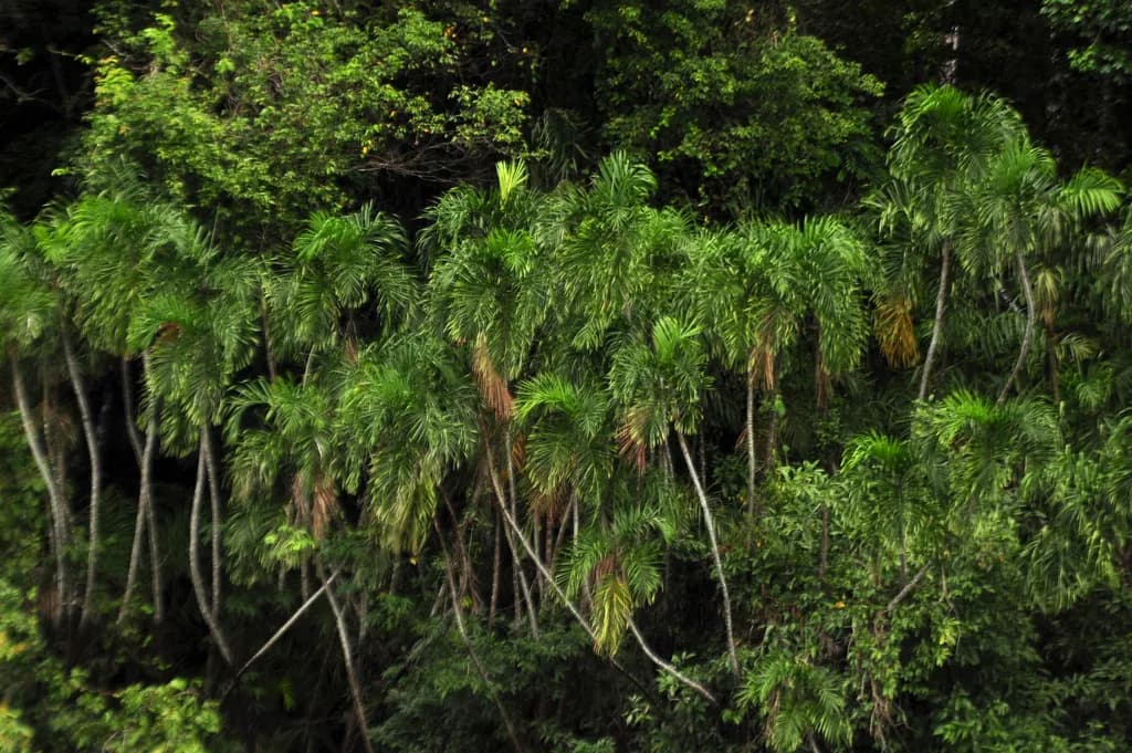 Botanical specimen of Bactris Riparia.