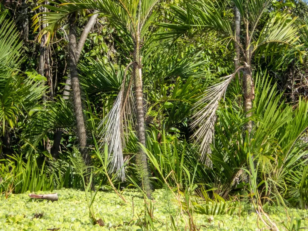 Botanical specimen of Bactris Riparia.