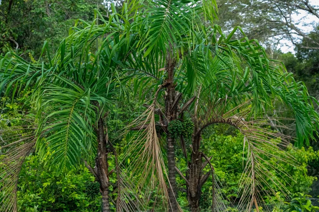 Botanical specimen of Bactris Riparia.