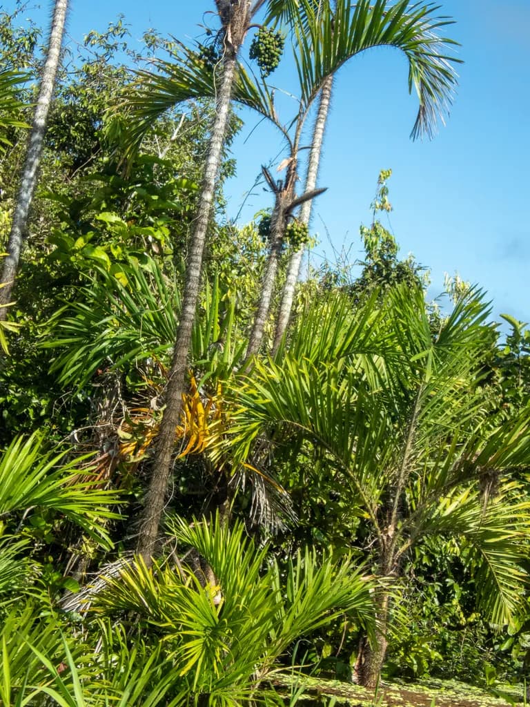 Botanical specimen of Bactris Riparia.