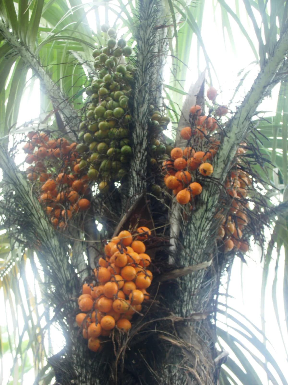 Botanical specimen of Bactris Setosa.