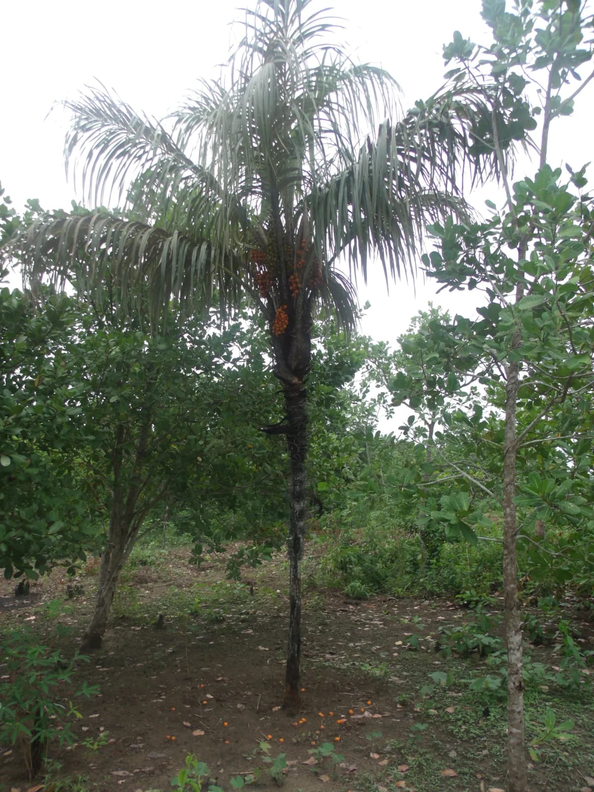 Botanical specimen of Bactris Setosa.