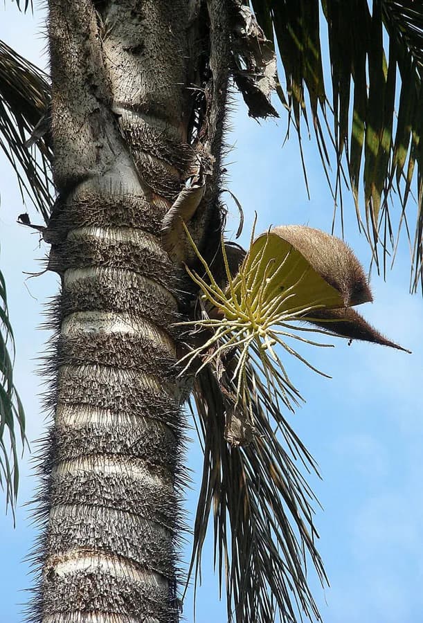 Botanical specimen of Bactris Setulosa.