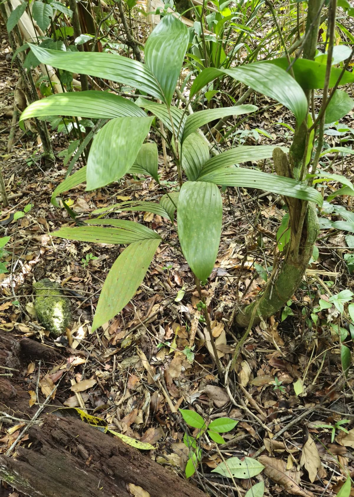 Botanical specimen of Bactris Simplicifrons.