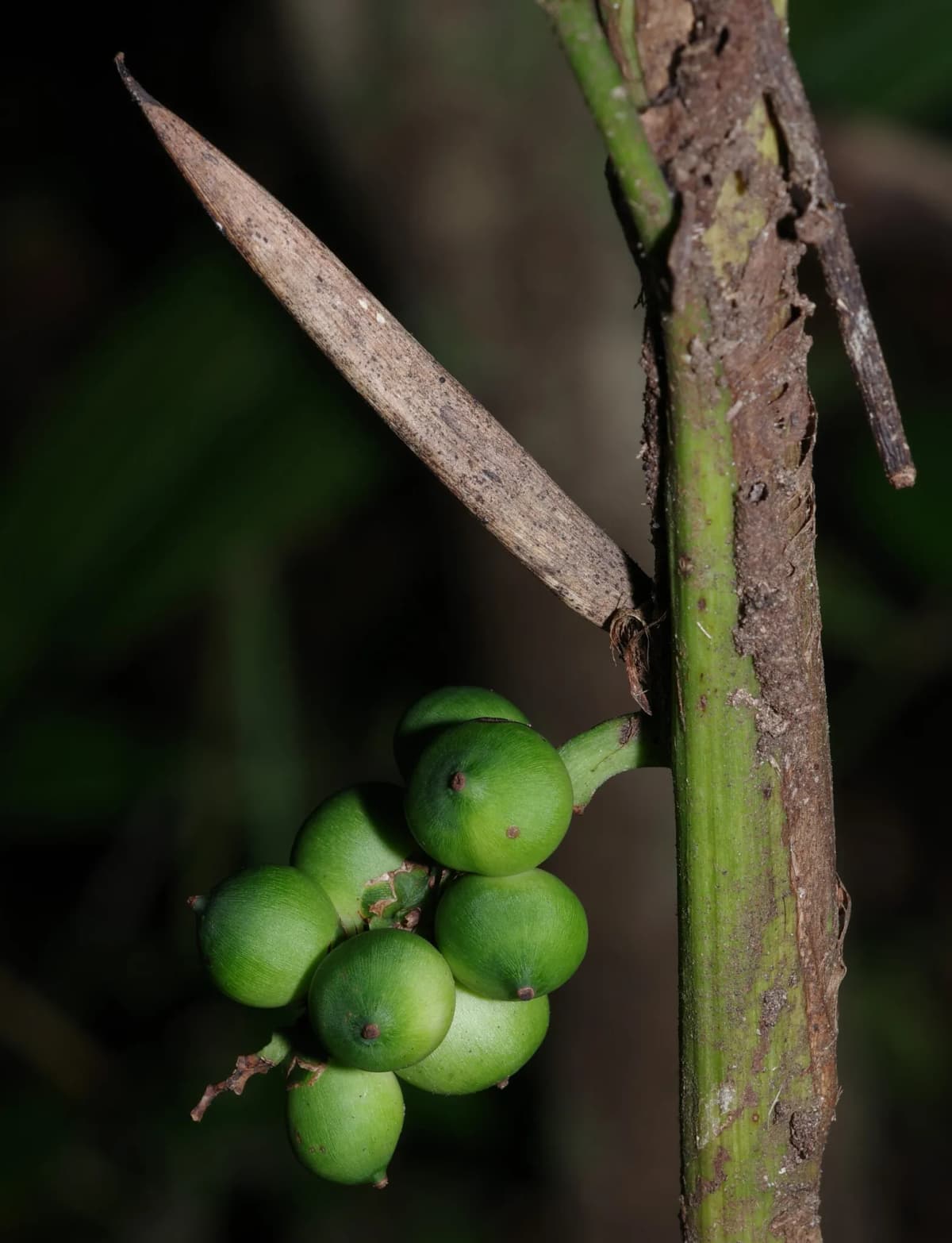 Botanical specimen of Bactris Simplicifrons.
