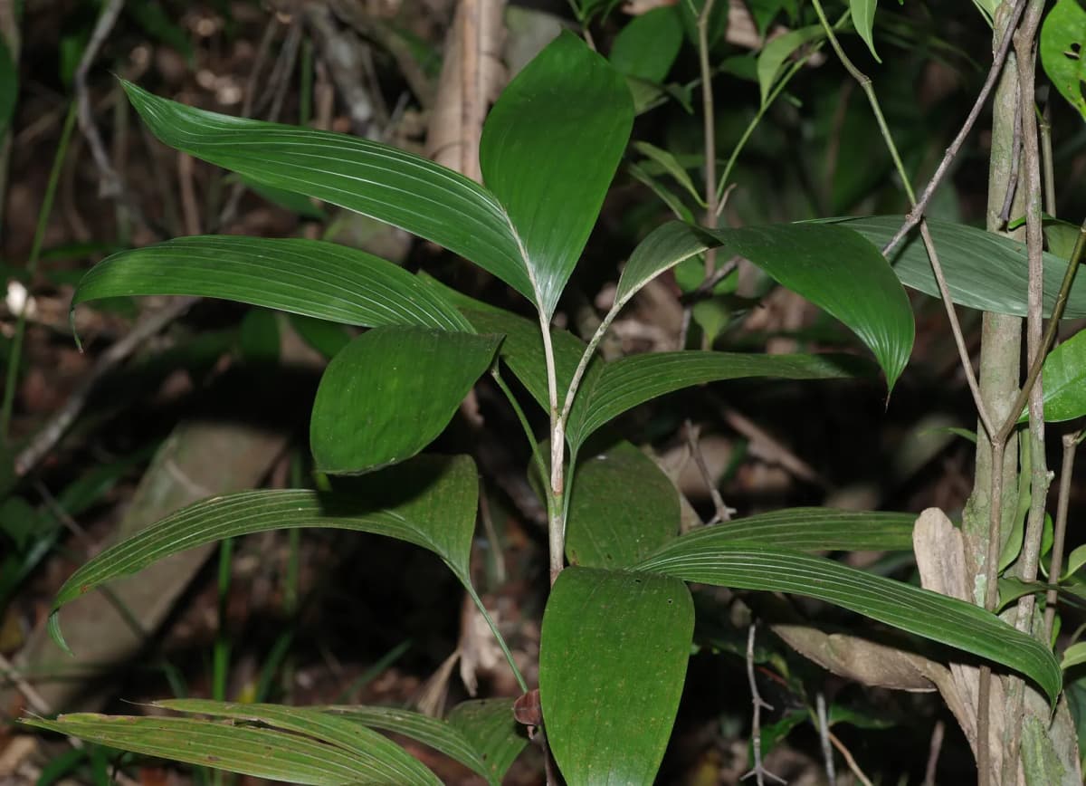 Botanical specimen of Bactris Simplicifrons.
