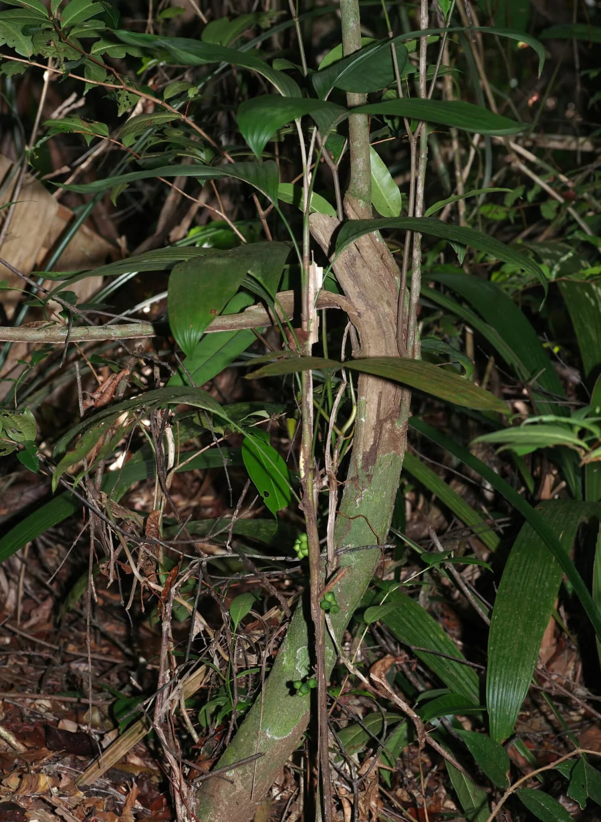 Botanical specimen of Bactris Simplicifrons.