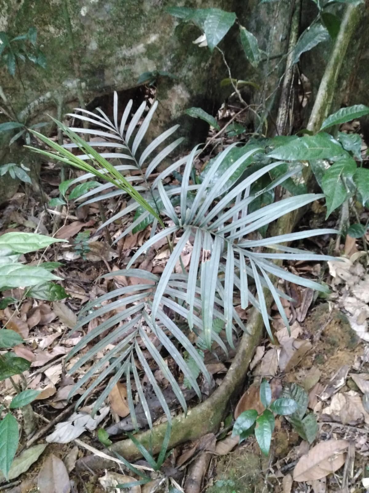 Botanical specimen of Bactris Simplicifrons.