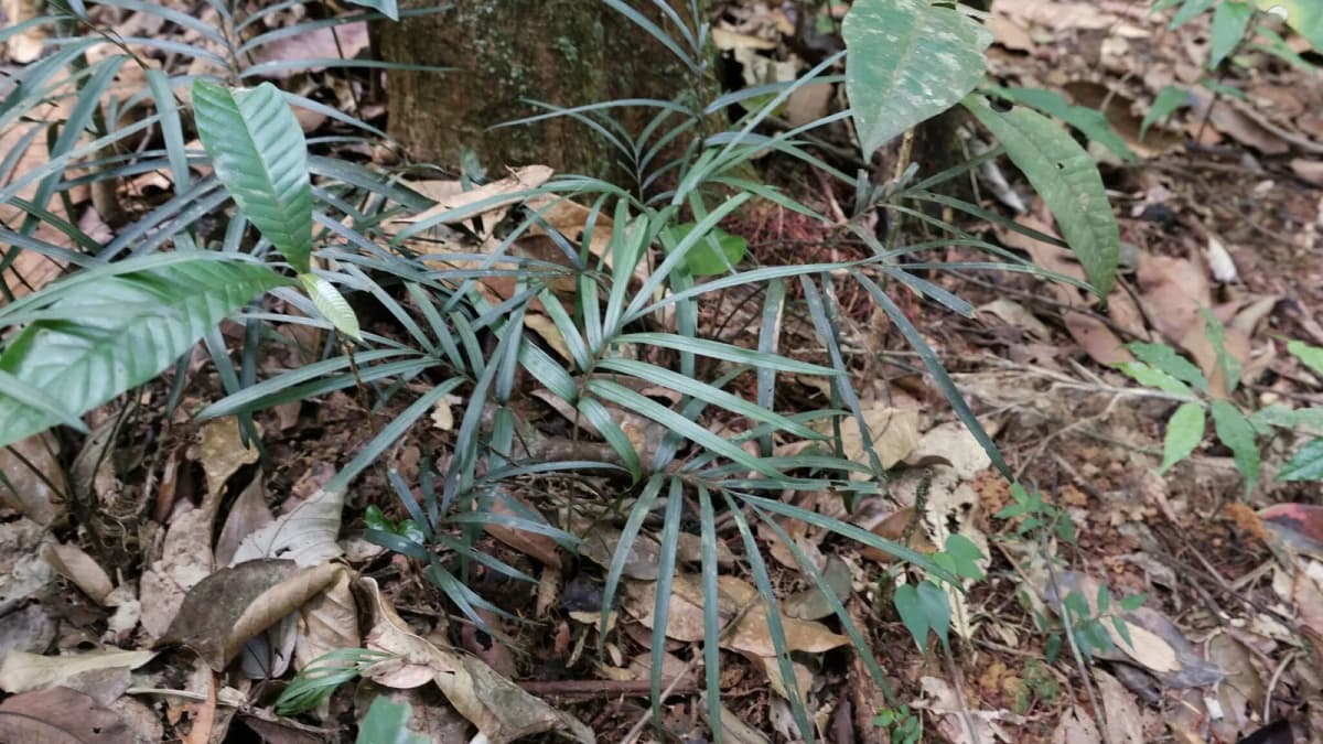Botanical specimen of Bactris Simplicifrons.