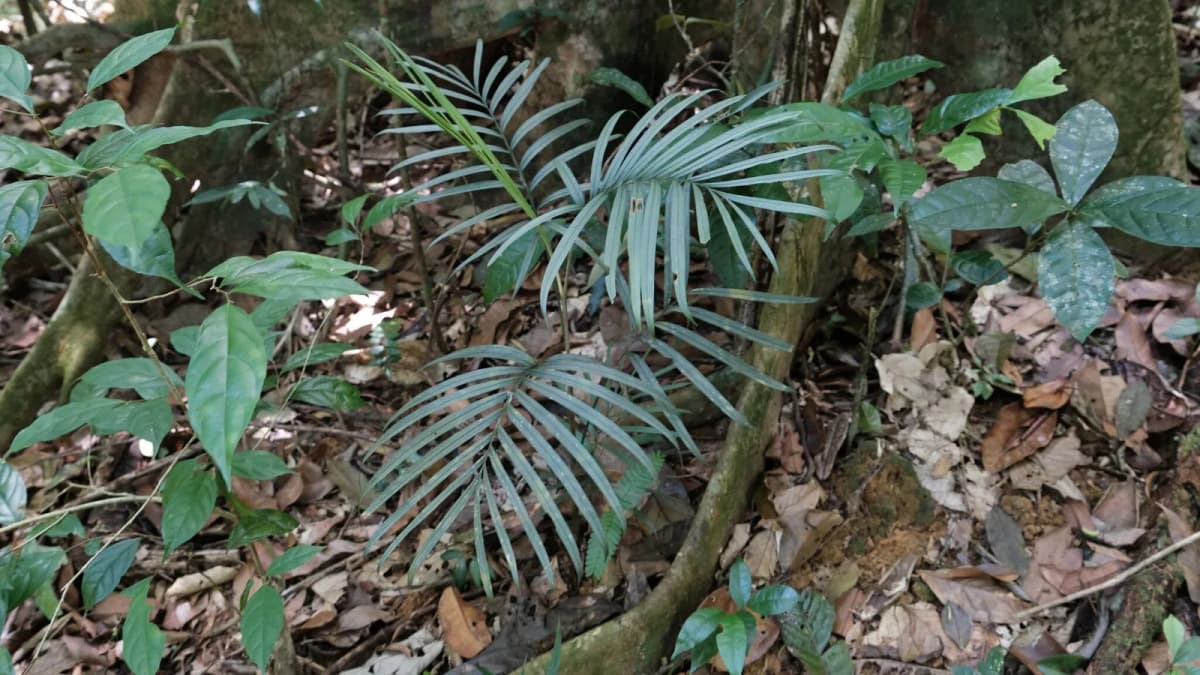 Botanical specimen of Bactris Simplicifrons.
