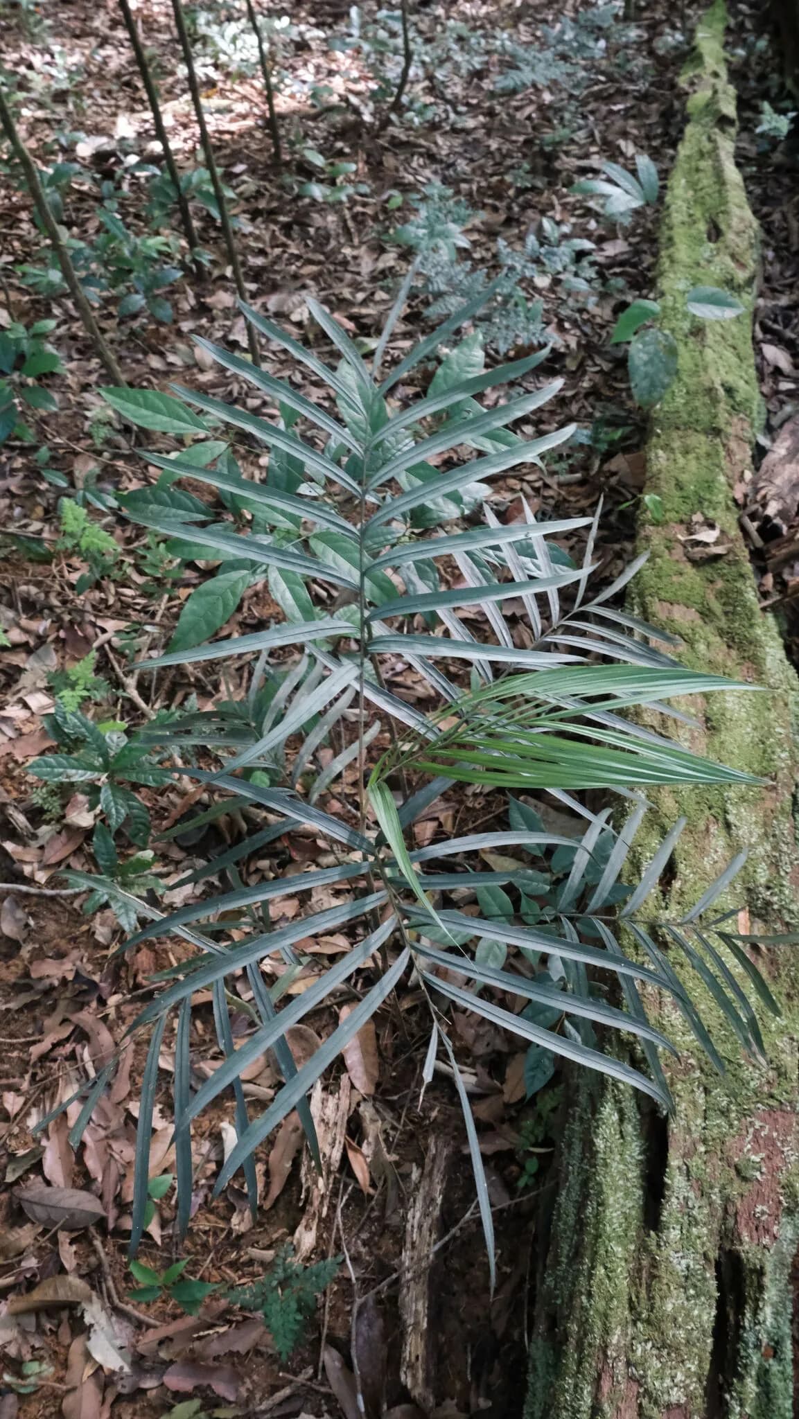 Botanical specimen of Bactris Simplicifrons.