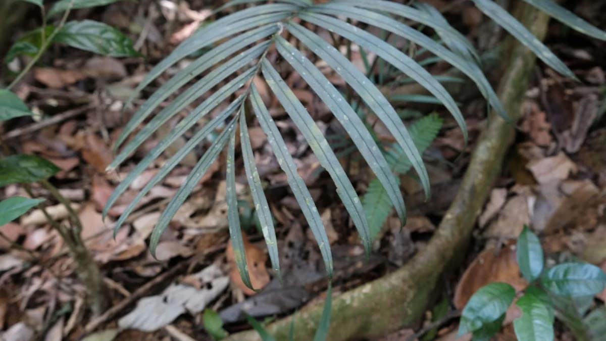 Botanical specimen of Bactris Simplicifrons.
