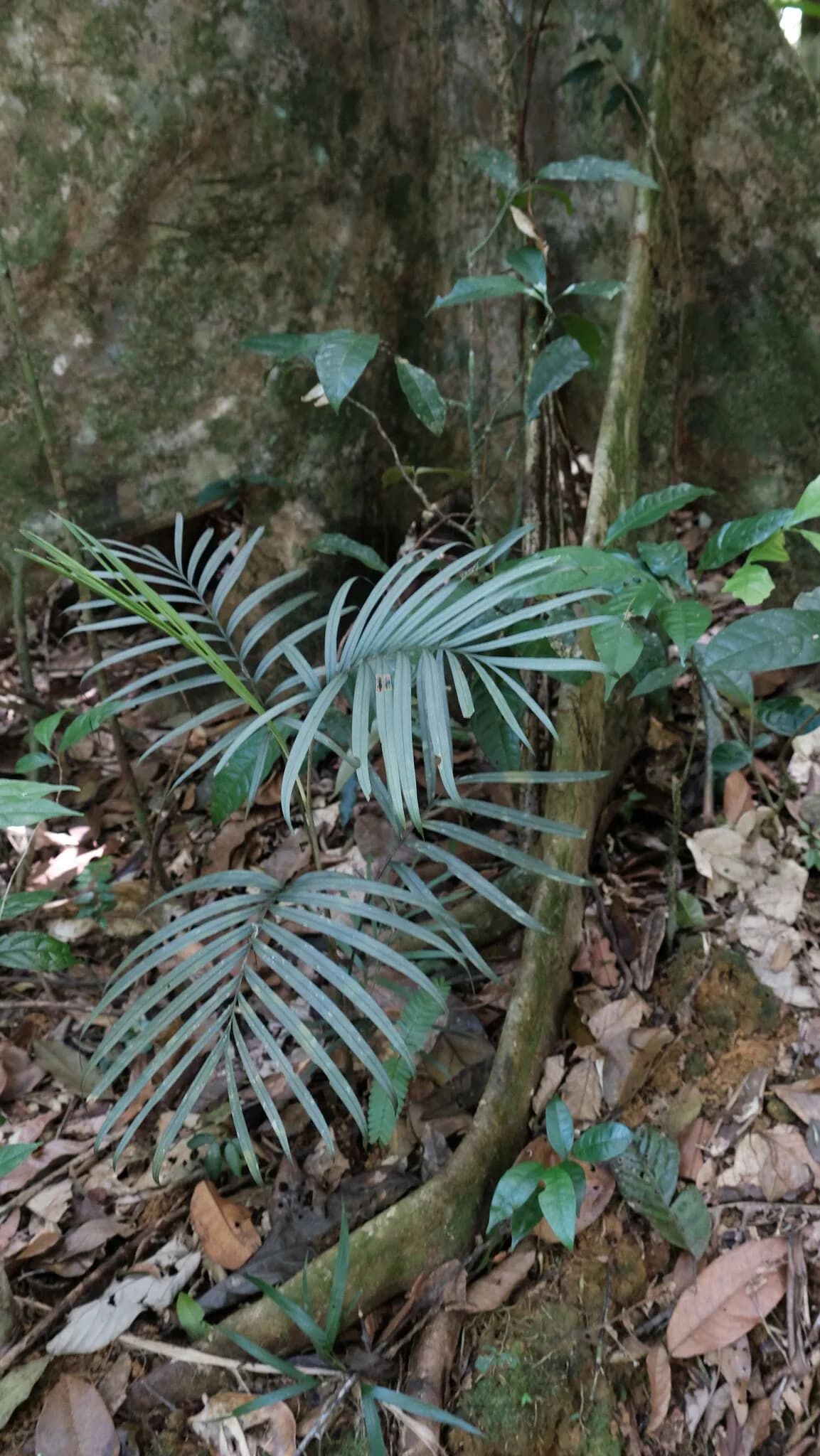 Botanical specimen of Bactris Simplicifrons.