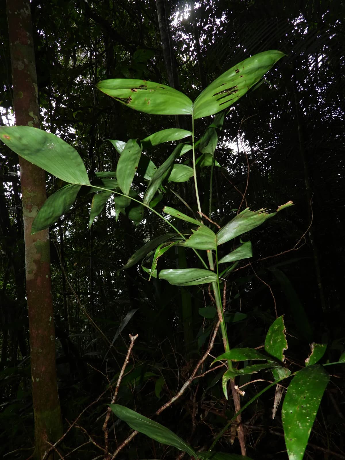 Botanical specimen of Bactris Simplicifrons.