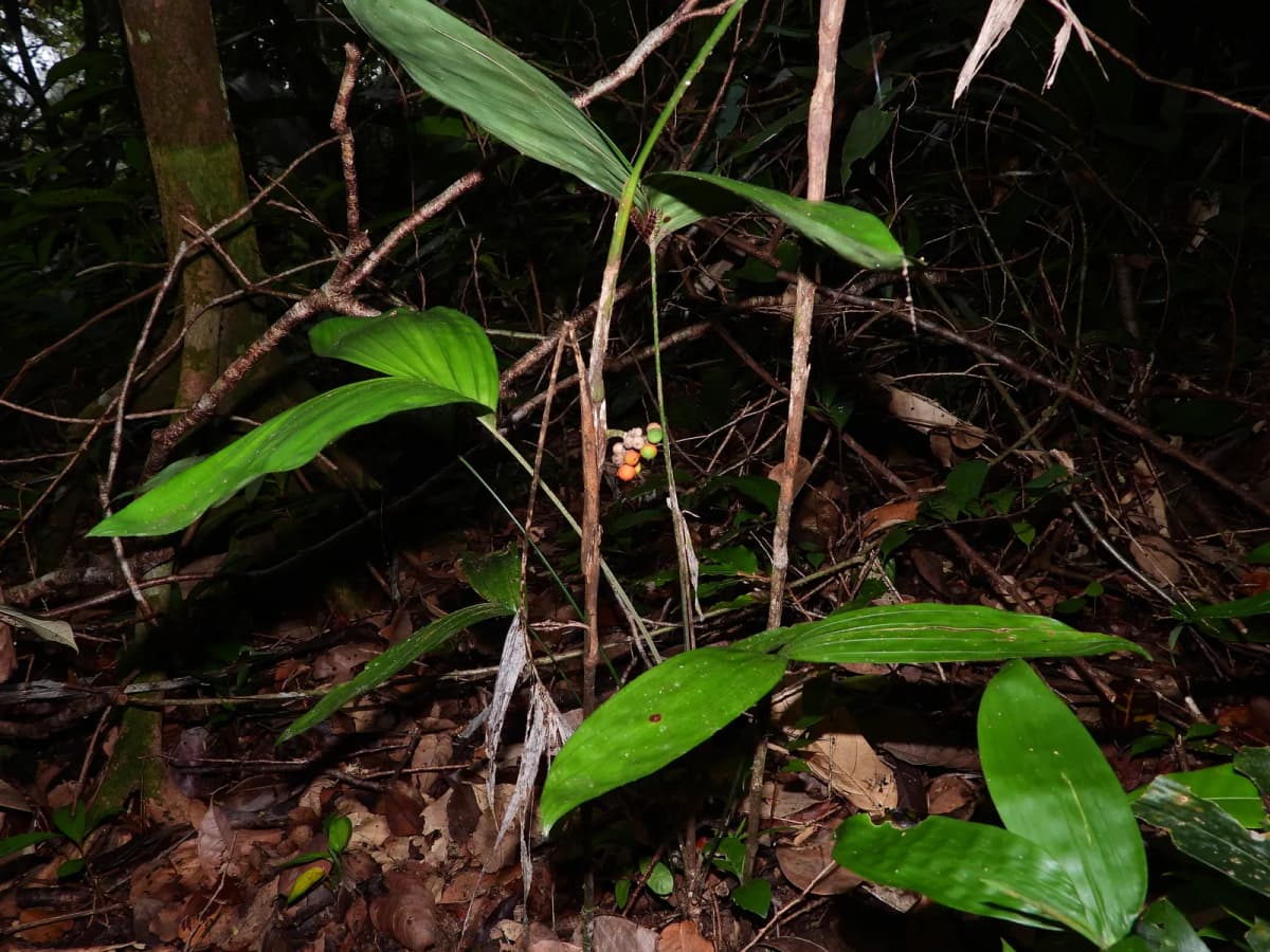 Botanical specimen of Bactris Simplicifrons.