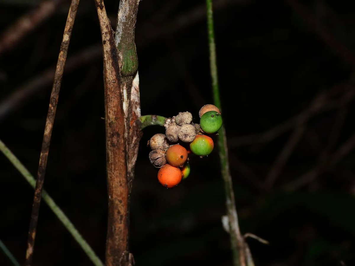 Botanical specimen of Bactris Simplicifrons.