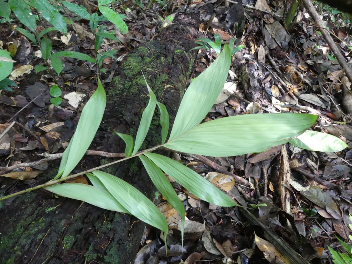 Botanical specimen of Bactris Simplicifrons.
