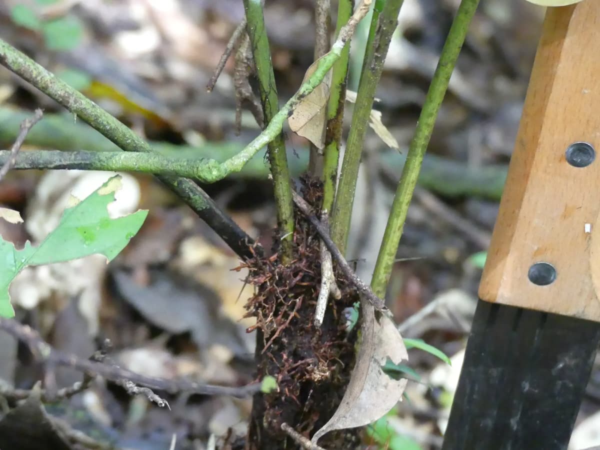 Botanical specimen of Bactris Simplicifrons.