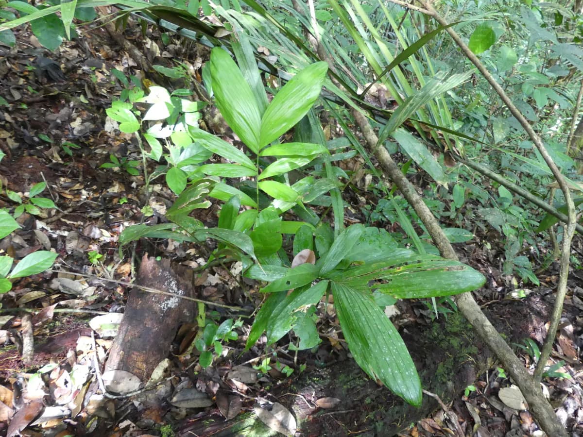 Botanical specimen of Bactris Simplicifrons.