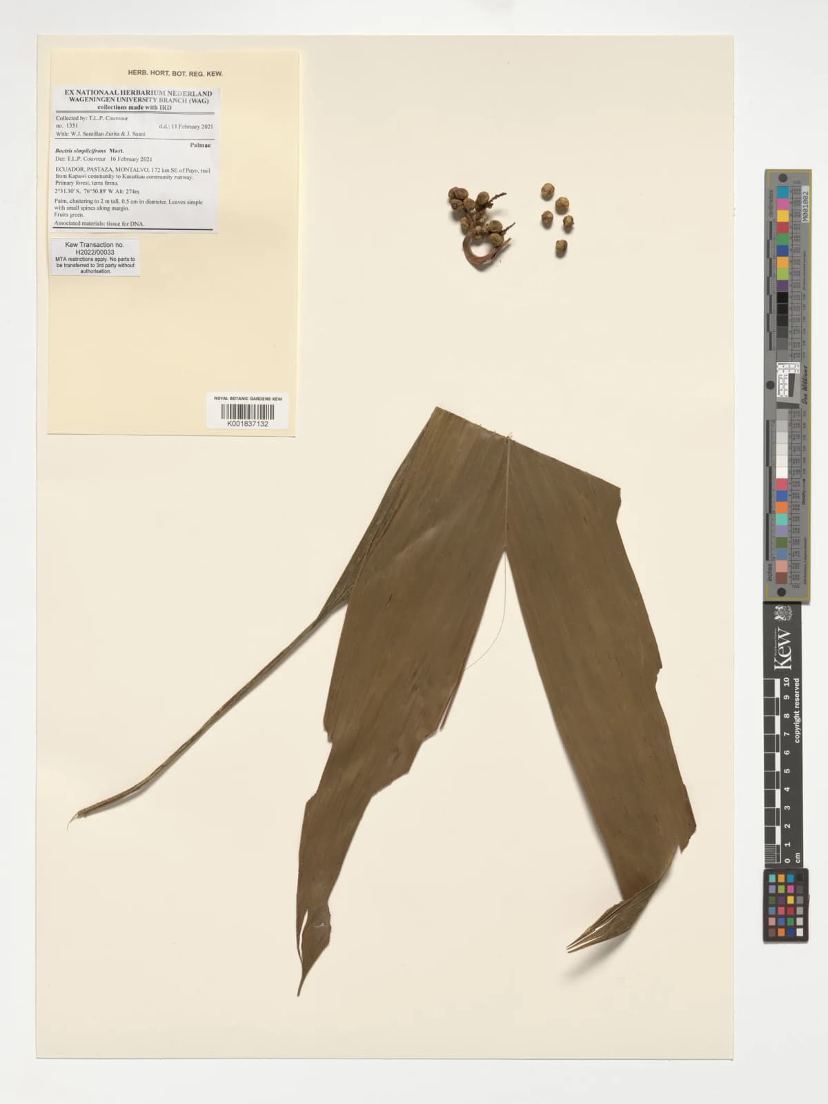 Botanical specimen of Bactris Simplicifrons.