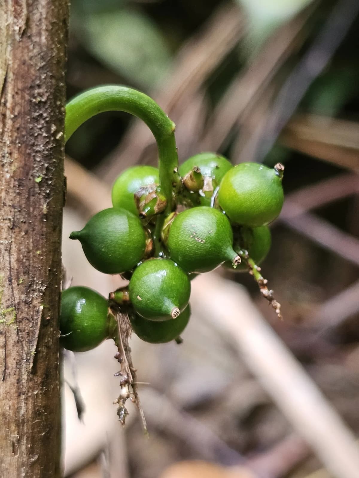 Botanical specimen of Bactris Simplicifrons.