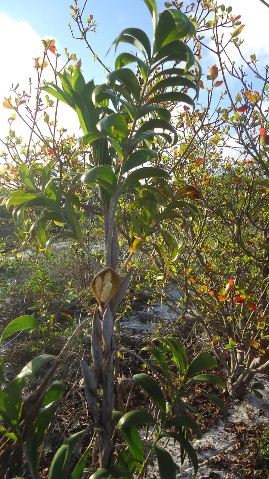 Botanical specimen of Bactris Soeiroana.