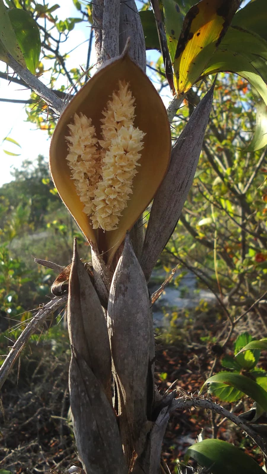 Botanical specimen of Bactris Soeiroana.