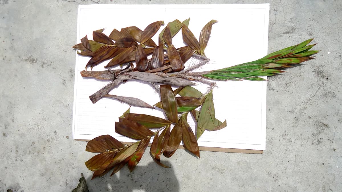 Botanical specimen of Bactris Soeiroana.
