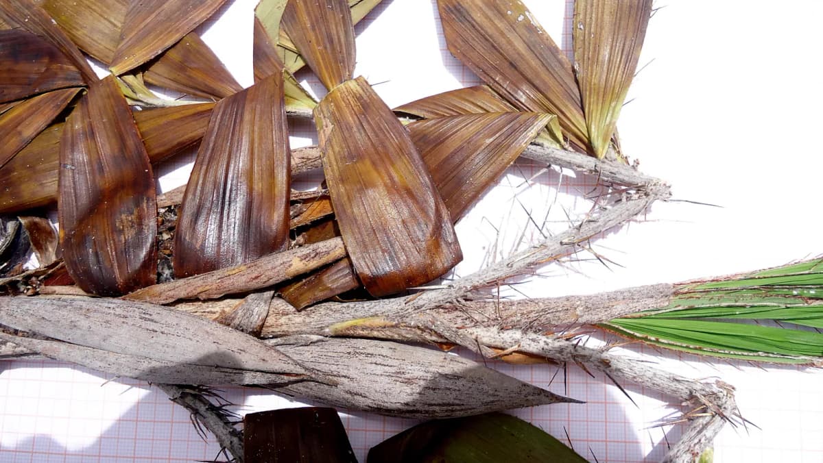 Botanical specimen of Bactris Soeiroana.