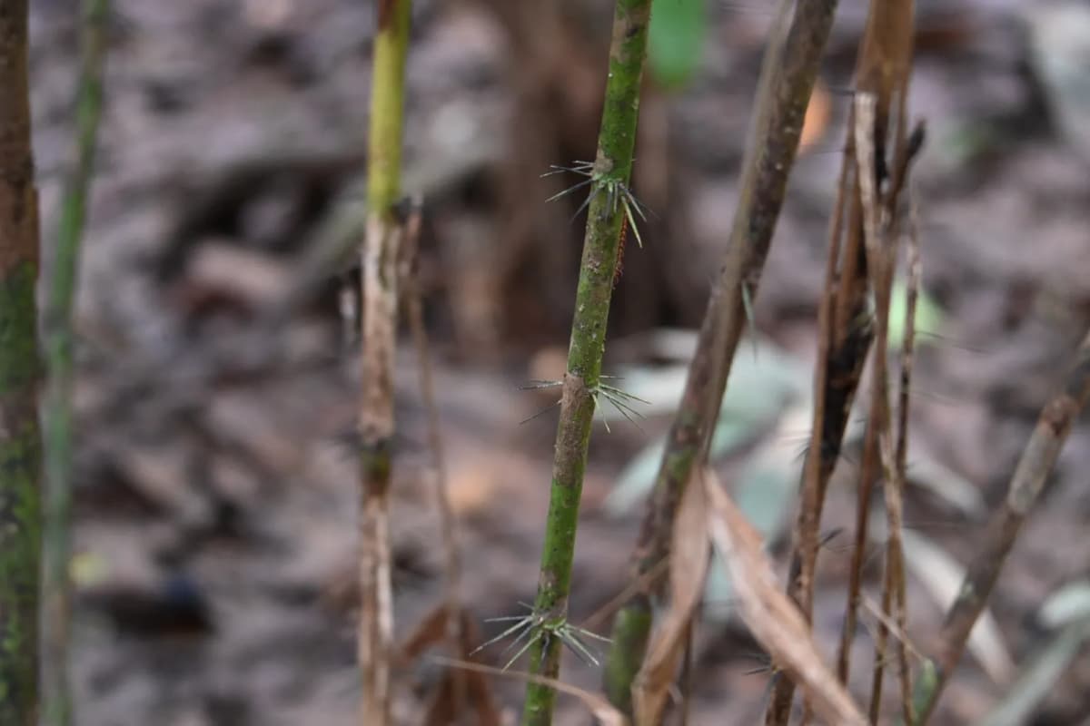 Botanical specimen of Bactris Tomentosa.