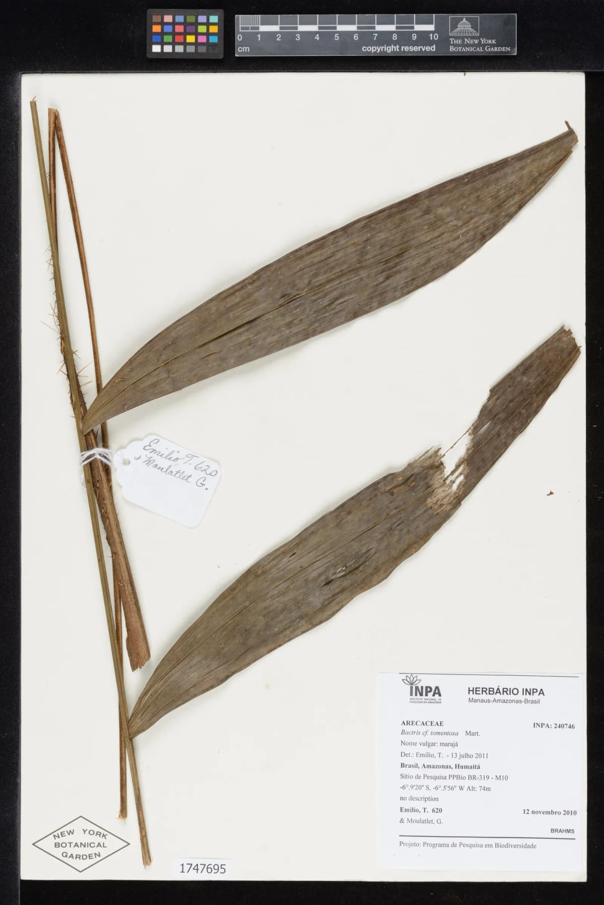 Botanical specimen of Bactris Tomentosa.