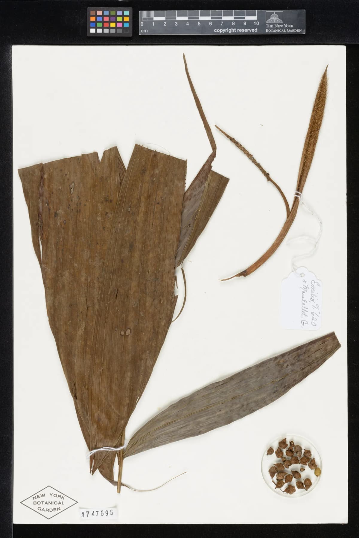 Botanical specimen of Bactris Tomentosa.