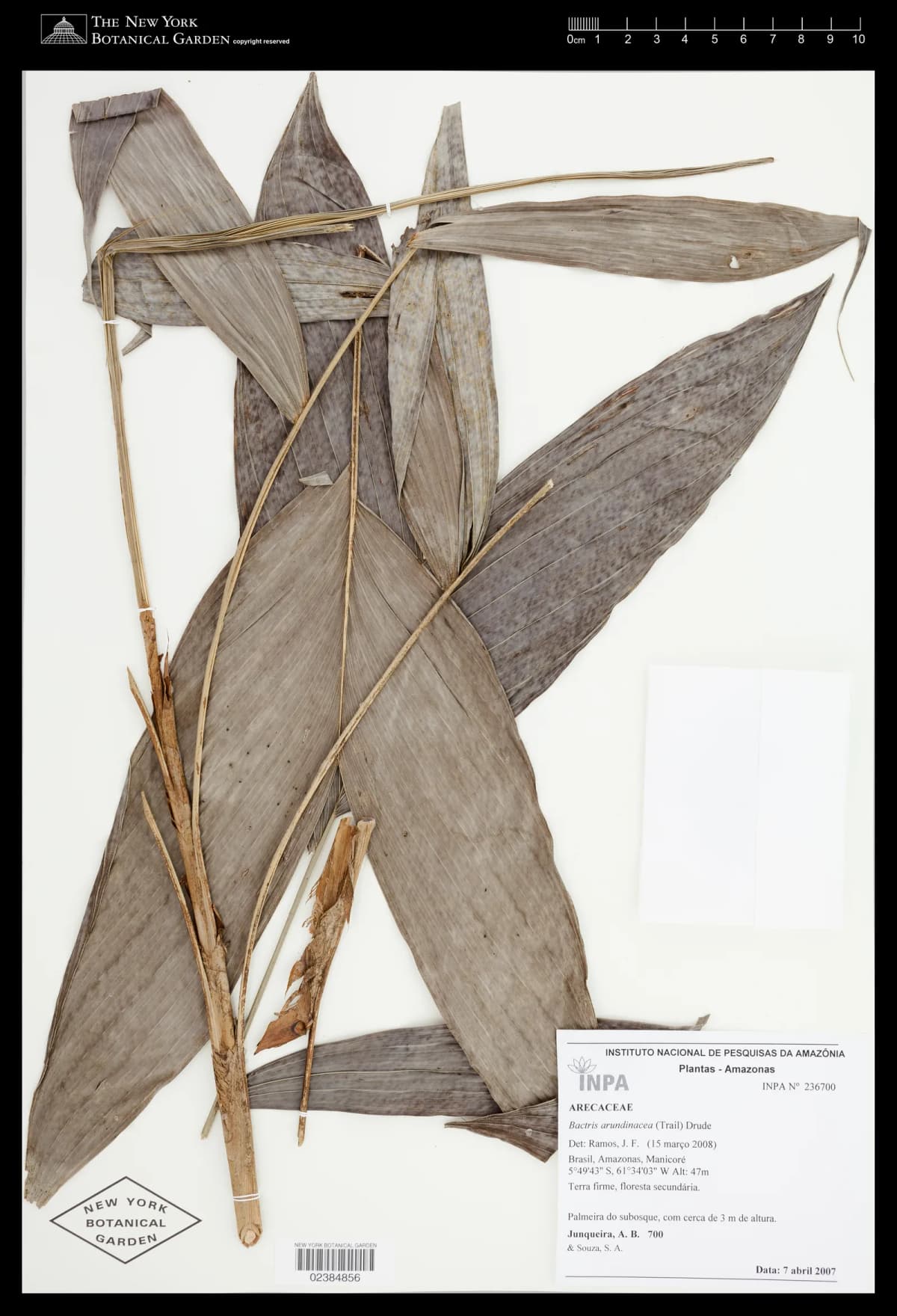 Botanical specimen of Bactris Tomentosa.