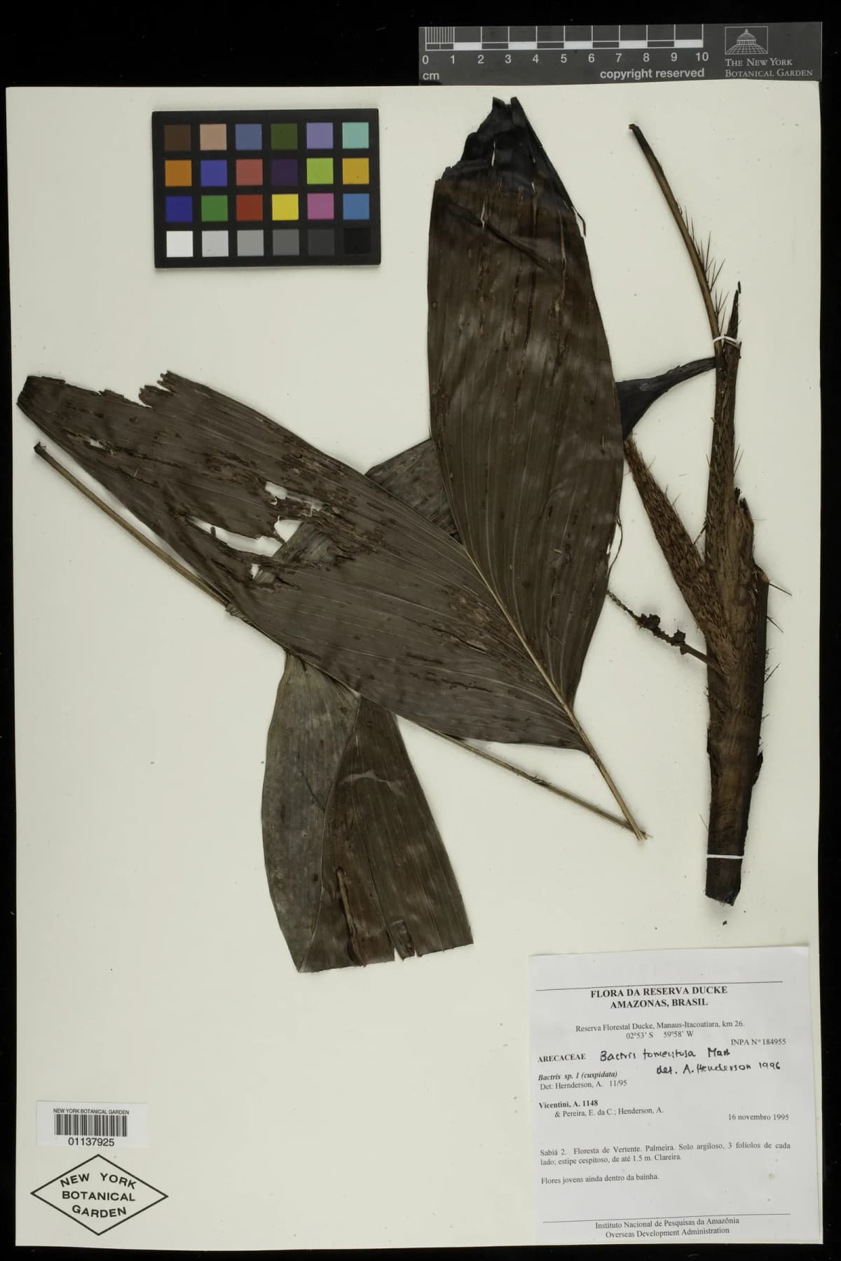 Botanical specimen of Bactris Tomentosa.