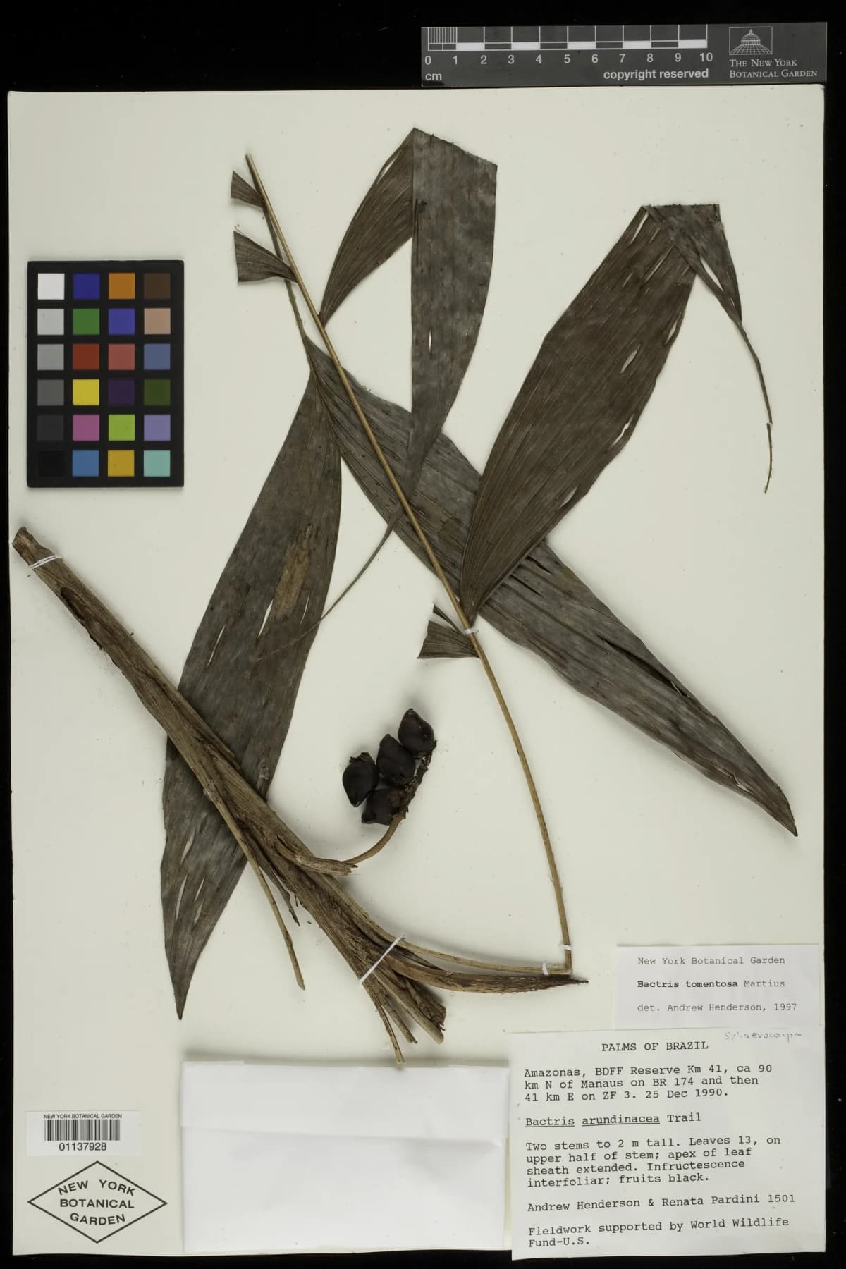 Botanical specimen of Bactris Tomentosa.