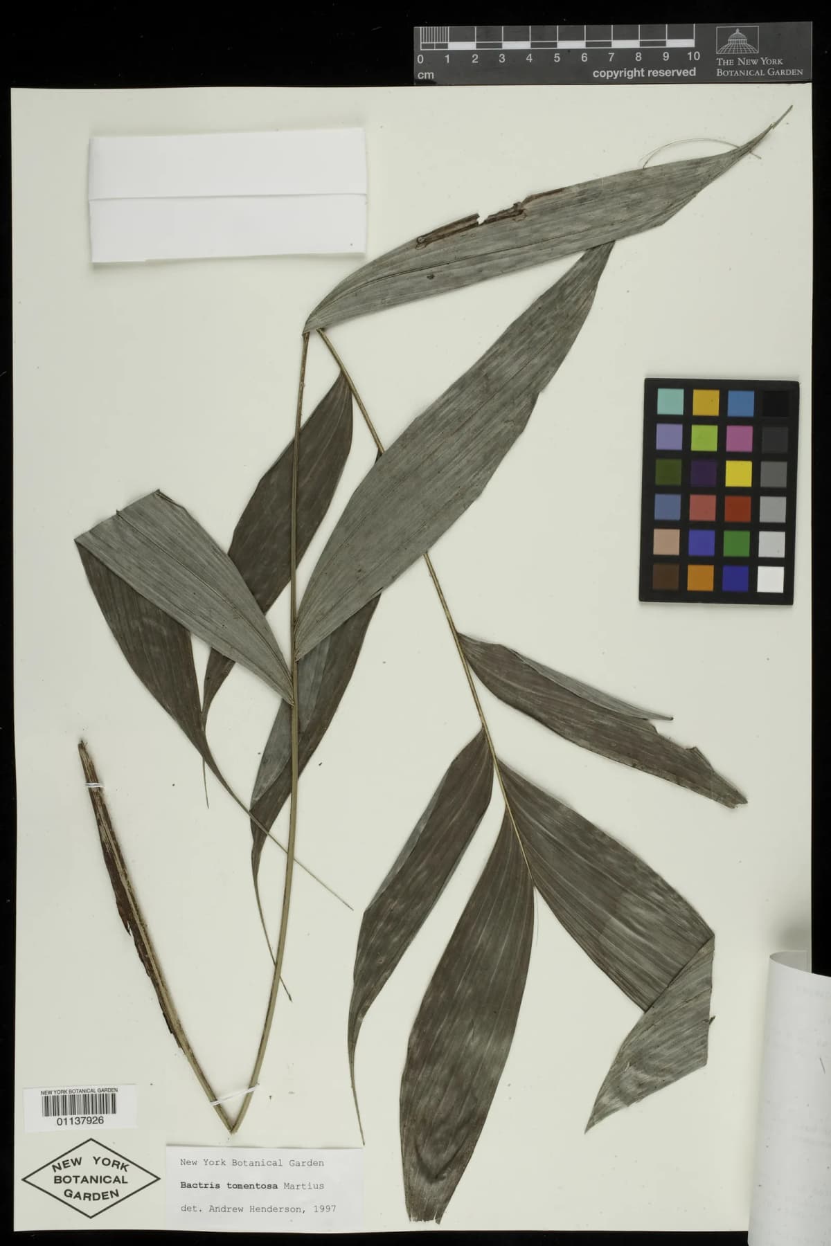 Botanical specimen of Bactris Tomentosa.