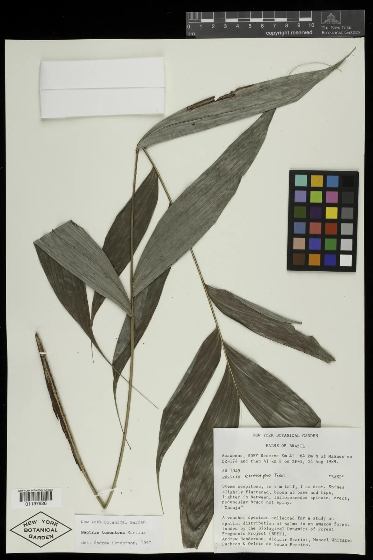 Botanical specimen of Bactris Tomentosa.