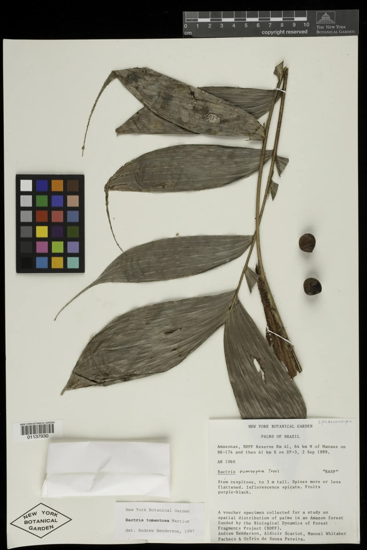 Botanical specimen of Bactris Tomentosa.
